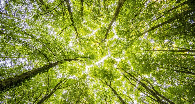 Green tree crowns as seen from underneath