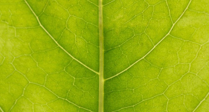 Close-up of a green leaf