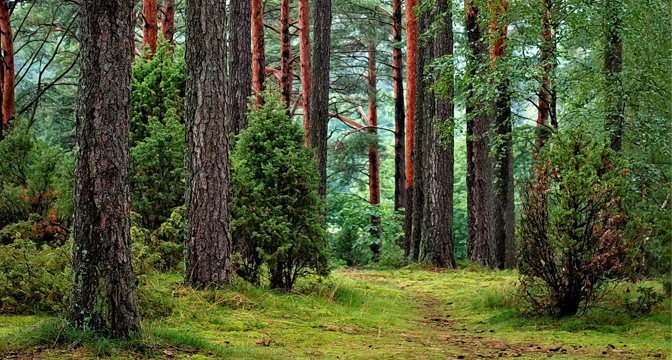 Pine forest